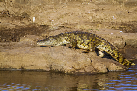 鳄鱼摄影照片_南非克鲁格国家公园的尼罗河鳄鱼
