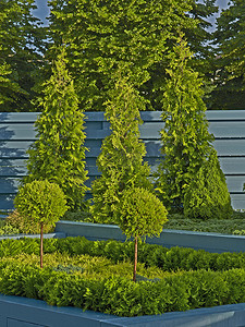 植物边框摄影照片_针叶树和修剪植物展示在凸起的土质边框中