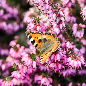 粉红色的 Erica Carnea 花（冬季流行）和春天花园中的一只蝴蝶