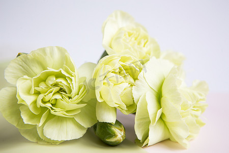 淡绿色丝带摄影照片_白色淡紫色背景上的绿色黄色康乃馨花。