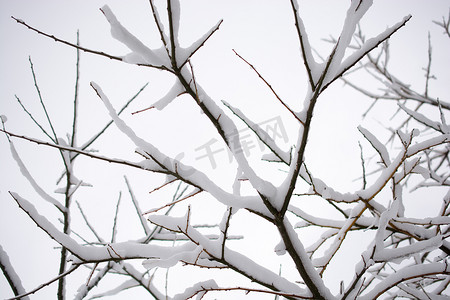 雪雪花摄影照片_雪中​​的树枝