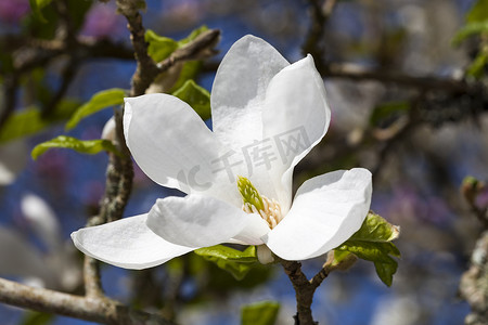 Magnolia Kobus Norman Gould