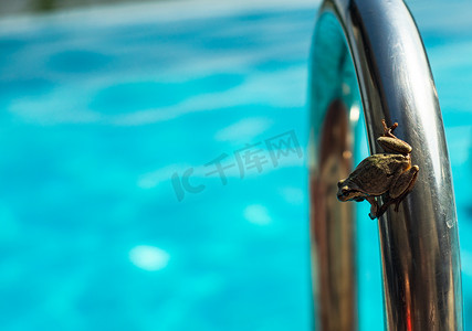 室外泳池摄影照片_室外泳池里的青蛙