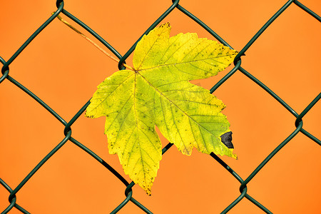 背光栅栏中的秋季彩色枫叶