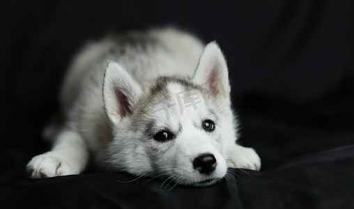 哈士奇小狗狗摄影照片_小哈士奇小狗，白色与黑色
