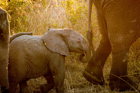 小象在阳光下跟随妈妈。