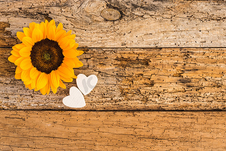 爱心贺卡摄影照片_质朴的木头上有两颗爱心的黄色向日葵花头