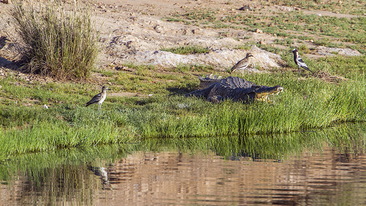 鸟张开嘴巴摄影照片_南非克鲁格国家公园的尼罗河鳄鱼