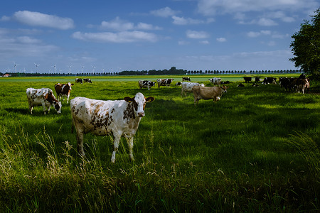 荷兰语摄影照片_荷兰棕白奶牛，Urk Netherlands