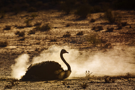 沙漠游戏摄影照片_南非 Kgalagadi 跨境公园的非洲鸵鸟