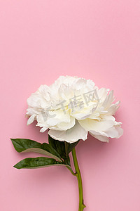 花瓶中的牡丹花摄影照片_粉红色背景花瓶中美丽白牡丹花的特写，带复制空间、假日和生日概念