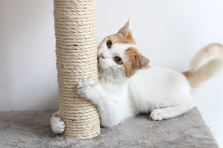 红白猫和猫抓板