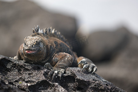 加拉帕戈斯鬣蜥在阳光下加热自己，躺在托尔图加湾海滩的岩石上
