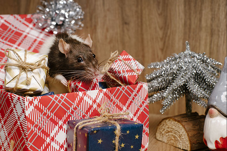 老鼠是新年的象征。灰老鼠看着礼品盒。礼品盒里有趣的小老鼠。 
