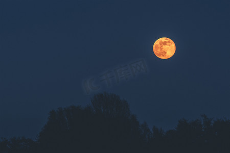金色大气线条摄影照片_漆黑的夜晚，金色的月亮挂在树上