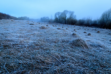 中柳树摄影照片_雾中的柳树和草地上覆盖着白霜。