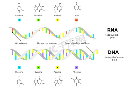 dna分子结构摄影照片_DNA 和 RNA 的分子结构。