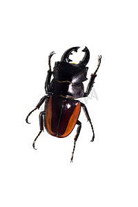 大黑端红甲虫，在白色背景上隔离