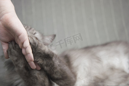 孩子的手抚摸着猫的头。