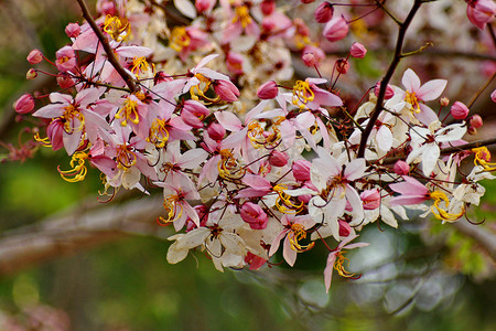 决明子 Bakeriana Craib 花