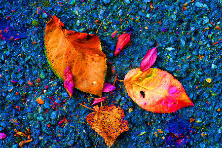 蓝色街道地板上的秋天彩叶