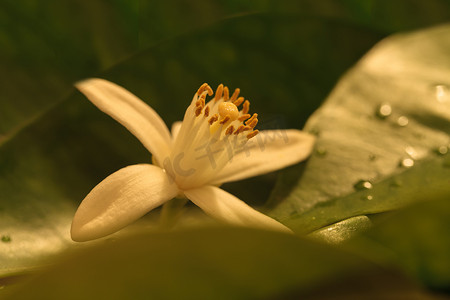 橘子摄影照片_白香橙花