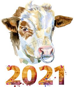2021 号白牛的水彩插图