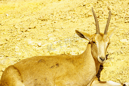 铸铁亚那估计摄影照片_Makhtesh（火山口）拉蒙的努比亚野山羊