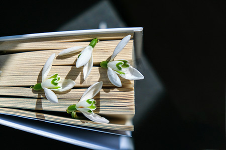 一本旧书上的雪花莲花。
