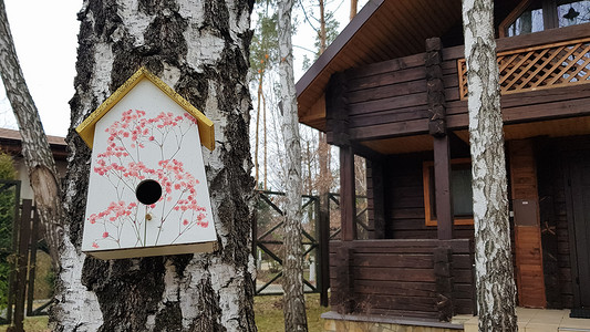 乌克兰，基辅 - 2020 年 4 月 17 日。美丽的白色鸟舍是用木头做成的，在森林里的一棵桦树上，靠近一座棕色的乡村木屋。