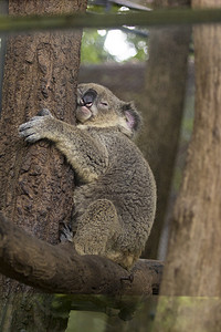澳大利亚考拉摄影照片_考拉熊睡在树上的形象。