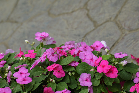 凤仙花摄影照片_凤仙花或凤仙花苏丹娜或丽兹或香脂或苏丹娜的图像或只是凤仙花许多粉红色的花朵在花园里盛开。