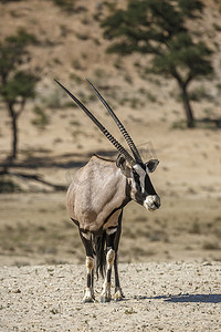 沙漠游戏摄影照片_南非 Kgalagadi 跨境公园的南非大羚羊