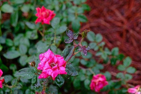 雨中的红色和粉红色玫瑰