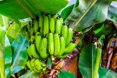 树上的大香蕉束、果树植物、来自亚洲的可食用香蕉植物
