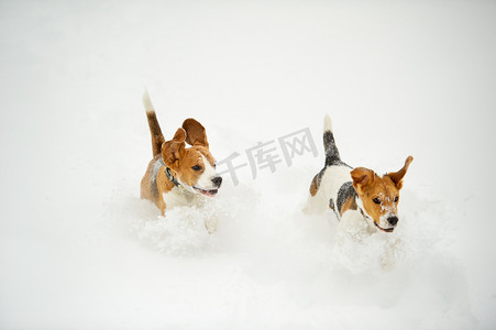 比格犬的狗在冬天的户外雪地里玩耍