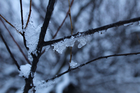冷色摄影照片_冬季雪冰中树丛的树枝呈冷色。