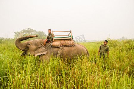 尼泊尔奇特旺的大象野生动物园