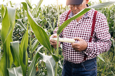 农民手检查农业中的玉米作物。