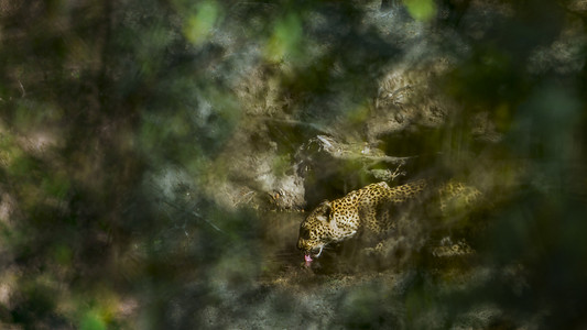 五五大促摄影照片_南非克鲁格国家公园的豹子