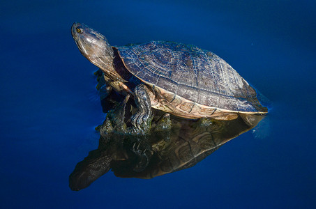 池塘里的水龟 6