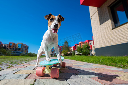 杰克罗素梗犬在炎热的夏日在户外骑滑板。