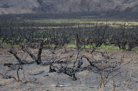 2011-2012 年森林火灾中烧毁的灌木丛。
