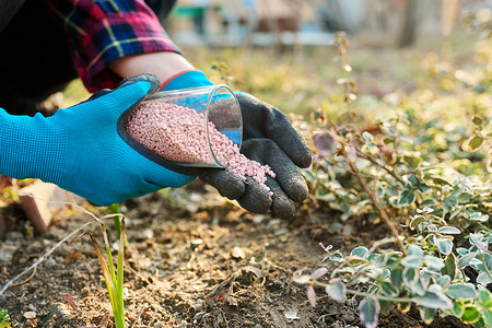 春天的花园摄影照片_用化学矿物分级肥料给春季花园中的植物施肥