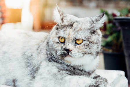 猫饶有兴趣地看着某样东西，很高兴