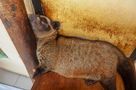 棕色雌性蒙面果子狸或亚洲果子狸靠在木杆上的木板上。