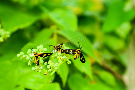 蜜蜂和蝴蝶摄影照片_虎草螟正在用腿和腿寻找甜美的花蜜