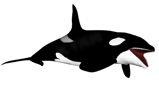 虎鲸张开嘴 — 3D 渲染