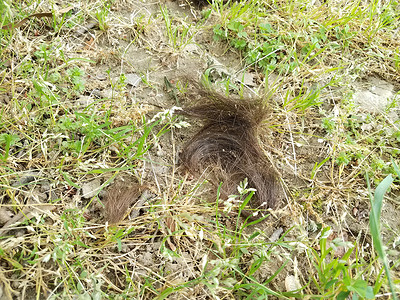 在绿草或草坪上剪棕色头发