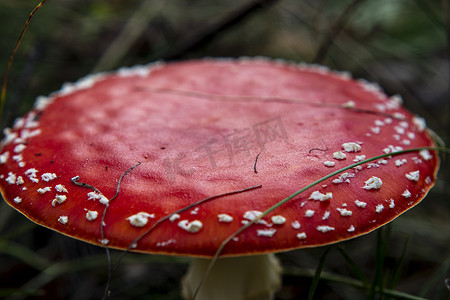 蘑菇鹅膏菌关闭在秋天的秋天森林里
